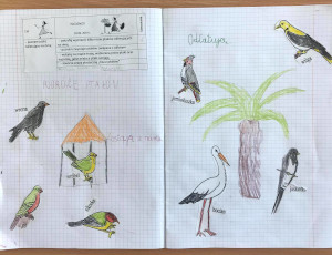 zeszyt ucznia rysunki ptaków
